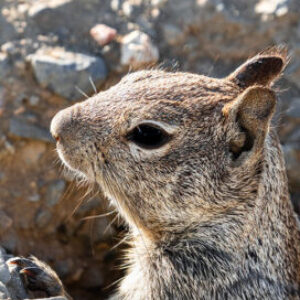 Profile photo of Lio