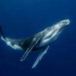 Profile photo of Ocean Alliance