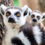 Profile photo of Wildlife Conservation News