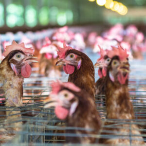 Group logo of Factory Farming Reform