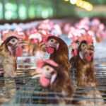 Group logo of Factory Farming Reform