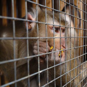 Group logo of Animal Testing & Alternatives